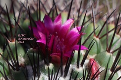 Mammillaria polythele