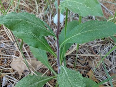 Solidago hispida hispida