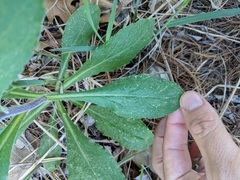 Solidago hispida hispida