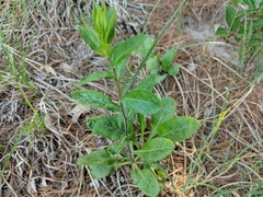 Solidago hispida hispida