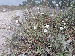 Samolus repens repens