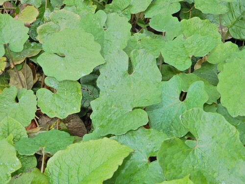 Image of Eomecon chionantha by (c) Grey Smith, some rights reserved (CC BY)
