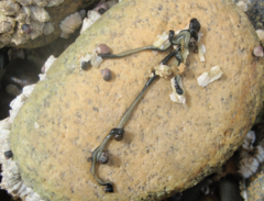 Emplectonema gracile