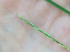 Piptatheropsis pungens