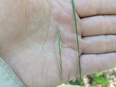 Piptatheropsis pungens