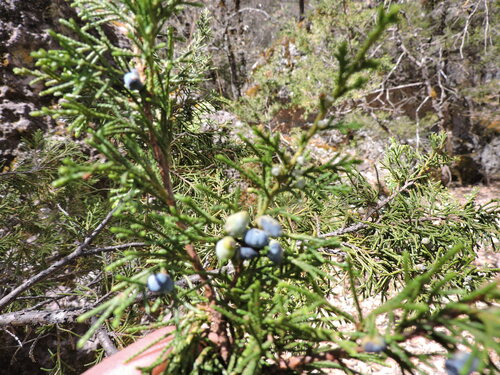 Image of Juniperus blancoi by (c) Favian Flores Medina, some rights reserved (CC BY)