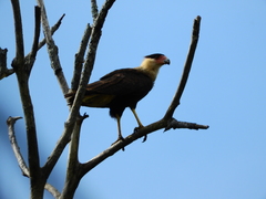 Caracara plancus