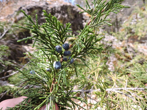 Blanco's Juniper (Juniperus blancoi)
