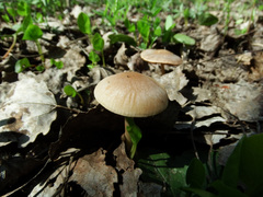 Psathyrella spadiceogrisea