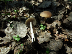 Psathyrella spadiceogrisea