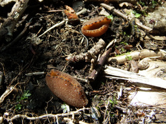Peziza ampliata