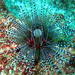 Banded Sea Urchin - Photo (c) Carmelo López Abad, some rights reserved (CC BY-NC), uploaded by Carmelo López Abad