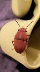 Agonosoma flavolineatum