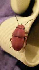 Agonosoma flavolineatum