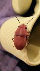 Agonosoma flavolineatum