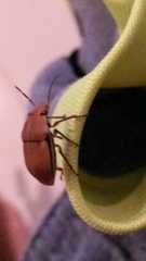 Agonosoma flavolineatum