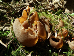 Peziza ampliata