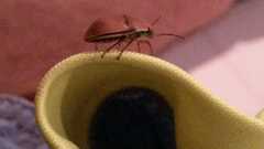 Agonosoma flavolineatum