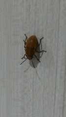 Agonosoma flavolineatum