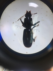 Clivina vagans