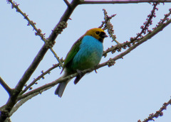 Tangara cyanoventris