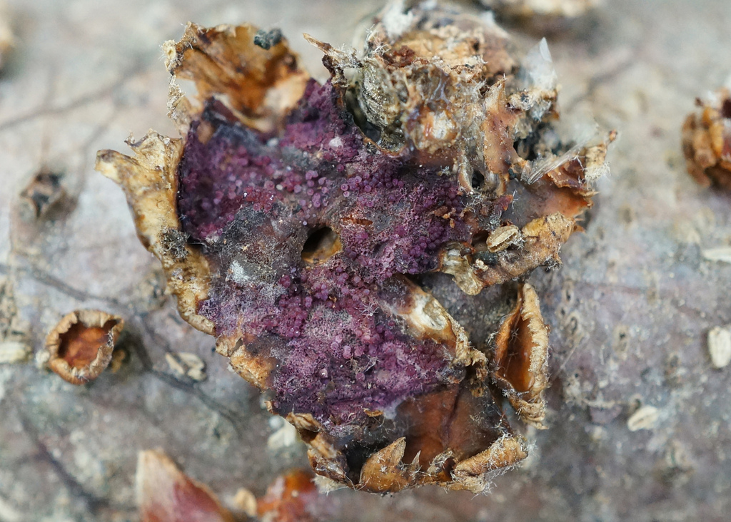 Sphaerostilbella berkeleyana