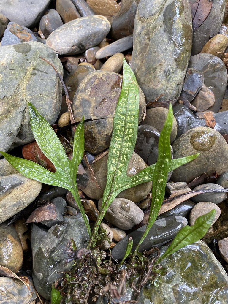 Java Fern
