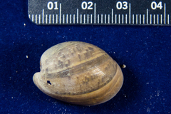 Bulla gouldiana