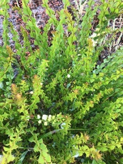 Acacia littorea