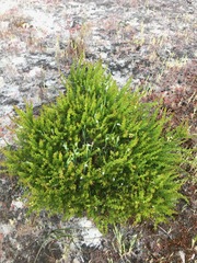 Acacia littorea