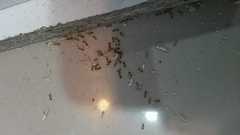 Trichomyrmex destructor