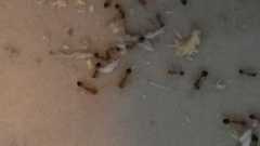 Trichomyrmex destructor