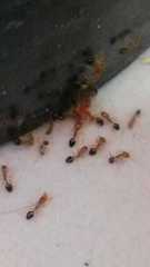Trichomyrmex destructor