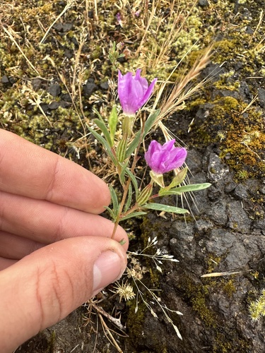 Winecup clarkia (Clarkia purpurea)