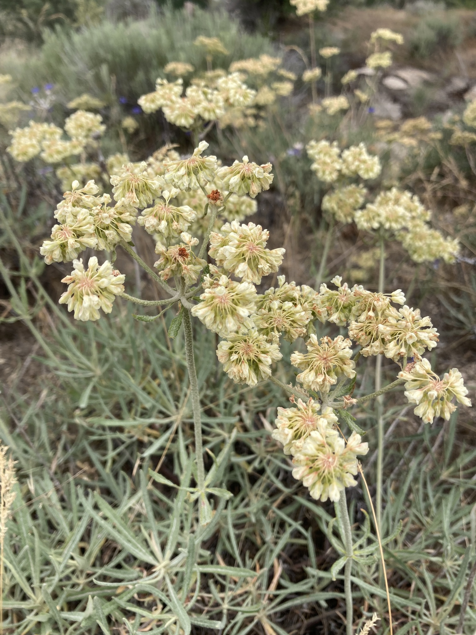 Eriogonum heracleoides