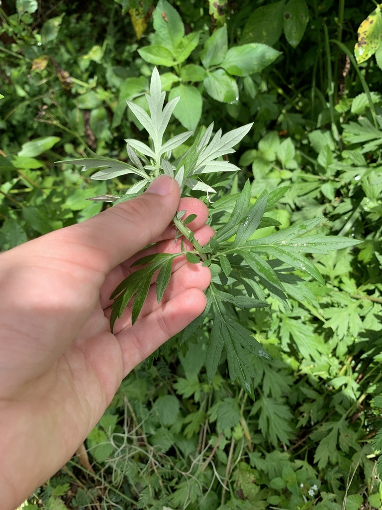 common mugwort from University of Florida, Gainesville, FL, US on June ...