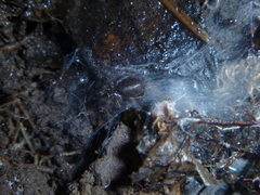 Porrhothele