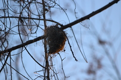 Euplectes franciscanus