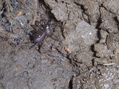Porrhothele