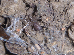 Porrhothele