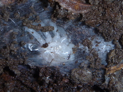 Porrhothele