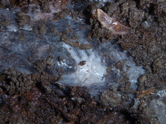 Porrhothele