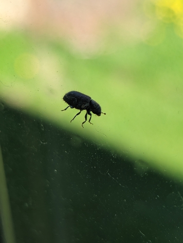 Spruce Bark Beetle photo 5