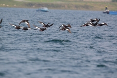 Melanitta stejnegeri