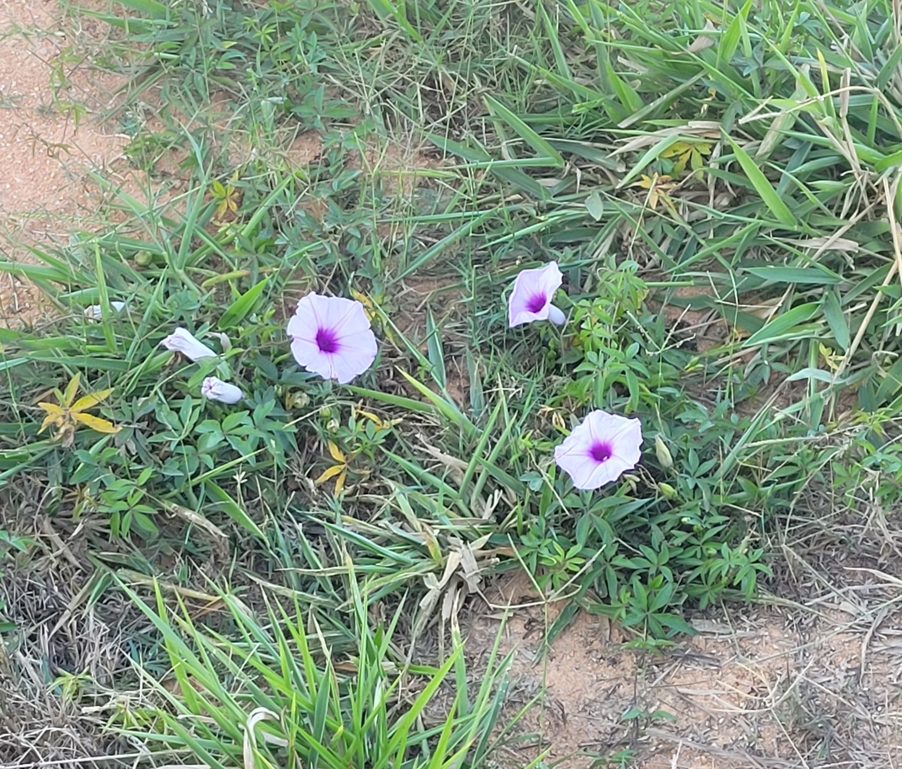 Ipomoea cairica