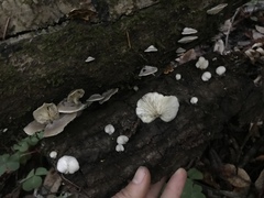 Hohenbuehelia grisea