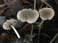 Pluteus plautus