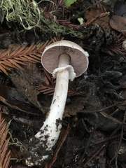 Agaricus arorae