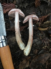 Agaricus arorae