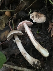 Agaricus arorae